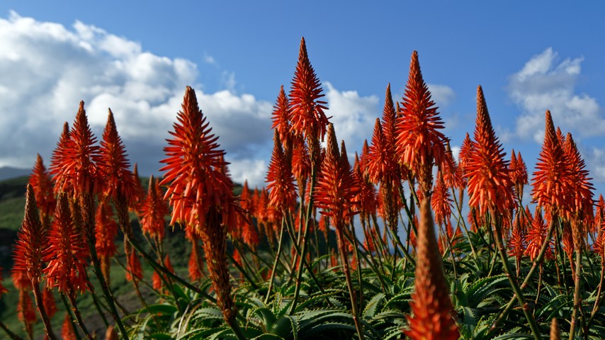 Bitter Aloe